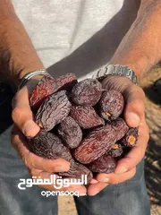  1 تمور مجهول اردني انتاج السنه