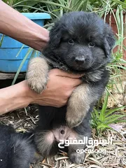  4 جراء جيرمن مستوا عالمي اهالي مستورده