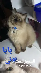  8 قطة أنثى (كتنز )نوع هملايا للبيع