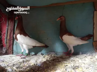  2 اجواز حمام للبيع  او للبدل على كنج أو فرنسي