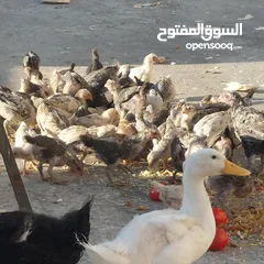  1 صيصان بلدي