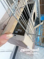  1 جوز روز للبيع بسعر مناسب