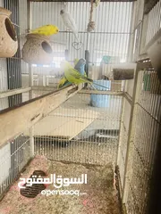  7 Parrots 