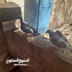  8 حمام منوع وملون