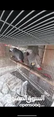  4 African grey breeder pair with DNA