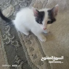 2 قط بلدي للتبني
