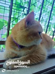  2 قط سكوتش (ذكر) للبيع