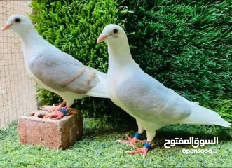  3 زواجل اهالي استيراد