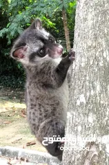 1 قط الزباد الأسيوي ( Civet cat )