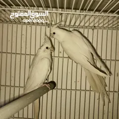  2 جواز كوكتيل البينو منتجات للبيع