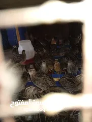  2 فري بياض عمر 50 يوم صحه ونضافه