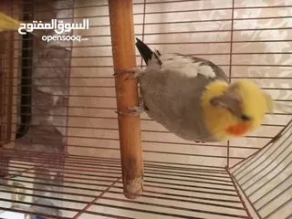 4 كوكتيل اليف