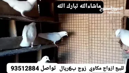  2 :::للبيع حمام مكاوي زوج ب6 من اخر اقبل مبادله مع ارانب يوجد توصيل حسب الاتفاق