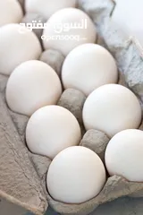  1 بيض (أقرأ الوصف)