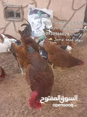  10 كتكوت دجاج عربي رود