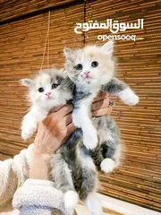  4 قطط مميزة للبيع ب سعر مغري