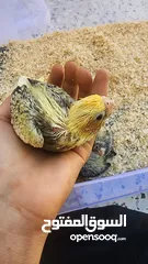  15 cockatiels baby available