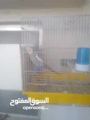 1 جوز كوكتيل للبيع