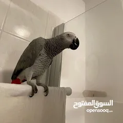  6 Stunning African Grey Parrots  !