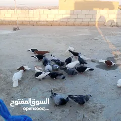  3 حمام كوم للبيع