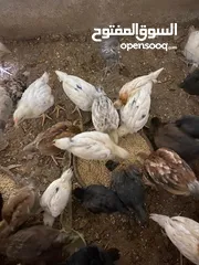  1 صيصان دجاج بلدي للبيع