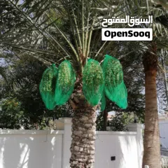  25 لتنظيف النخيل والواشنتونيا والاهتمام بالحدائق والثمار بكافه انواعها