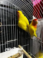  4 جوز روز لاتينو عين حمرة تحتهم اربع بيضات مع قفص ثلث معالف جديد وكوخ كبير جديد