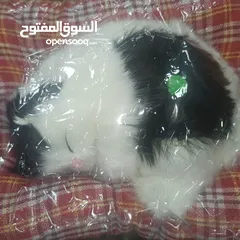  2 شكل قطه  على مخده  و تموي