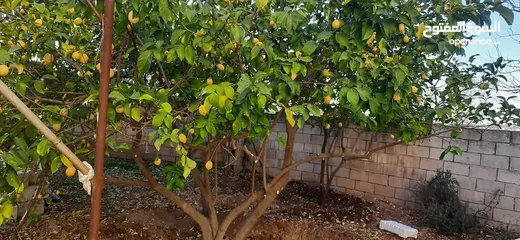  2 منزل مستقل طابقين في ابدر بني كنانة
