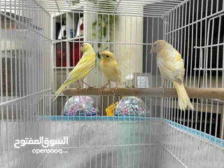  6 3 عصافير كناري + 6 عصافير زيبرا في قفص كبير 60سم مع مستلزماتهم  3 Canari birds + 6 zebra finches