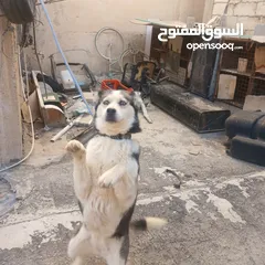  3 اناثي هاسكي في الزرقاء جنب مجمع الجديد جناعه