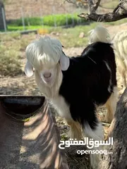  2 صخل رحبي فحل