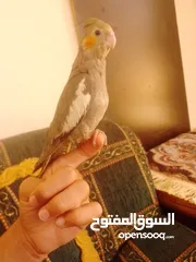  11 ببغاء كوكتيل اليف جدنننننن