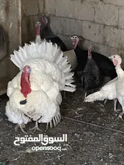  1 حبش للبيع 8اناثي وذكر يعني 9 حبش بل صلاة على النبي في منهن  ثنتين راقدات وفي وحدة بياضة