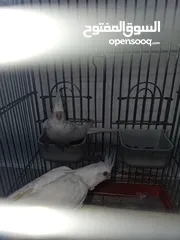  4 جوز كوكتيل  البينو