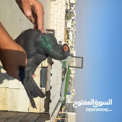 8 حمام كش  نضيف