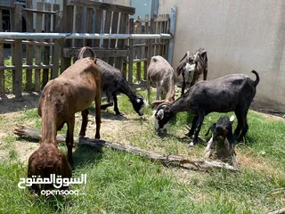  1 اغنام تربيه في البيت