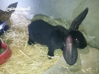  8 أرانب بابيون سلالة صافيه 100%ألوان ساده للبيع