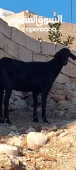 9 ثلاث عنزات وتيس شاميات نخب اول الثلاث والتيس كلهم ريشت الحبه وحده سوده وثنتين دباسي