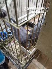  17 عصافير كوكتيل للبيع حبات جامبو ونضيفه