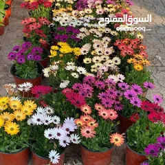  4 الحديقه والمنزل جميع انواع الاشجار المثمرة والأشجار الحرجيه ونباتات الزينة