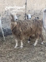  3 ‎عنز راهية من حلال الجبل الشرقي فيها عشر حالياً ف الشهر الثالث قريب الرابع  خالية من جميع العذاريب