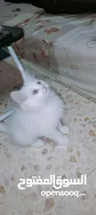  2 كتن هملايا مكس شيرازي للبيع