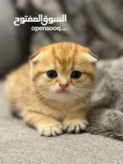  4 قطط للبيع عمره شهرين نوعين مختلفين سعر كل واحد واحد 130