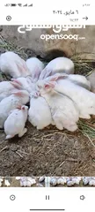  5 ارانب للبيع   مختلف الاعمار