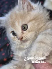  7 بريتش ريد اطراف قصيره لون اشقر شعر طويل وهمالايا تشوكلت بلو بوينت شعر طويل العمر شهرين ونص