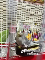  1 عصفور كوكتيل أنثى للبيع مع كامل الأغراض الخاصة فيه سبب البيع ( اخوي زهق منه )
