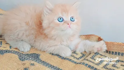  4 كيتنز بيرشن بيور مدربين ومطعمين حشرات 47 يوم