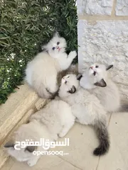  5 قطط راغدول دم صافي