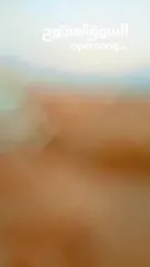  9 ارض للبيع في الشواورة ابو زتون